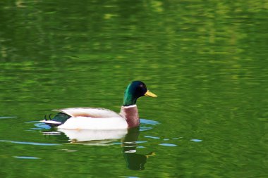 A duck floats on water with a green color