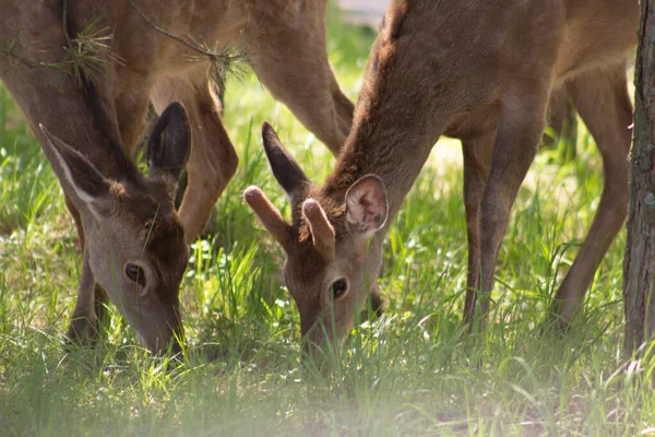 Young female deer bowed their heads in the grass on a pasture in the wild