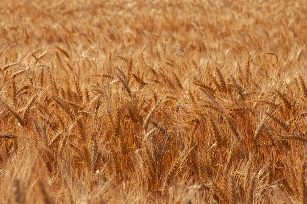 Золоті Вуха Пшениці Полі Сонячний День — стокове фото