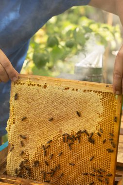 Arıların hücrelere bal koyduğu bal petekleri olan bir çerçeve