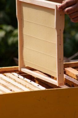 Kovana yeni çerçeveler yerleştirildi. Arı kovanında çalış. Arı yetiştiricisi kovanları tamir eder. Mevsimlik bal çıkarma işi