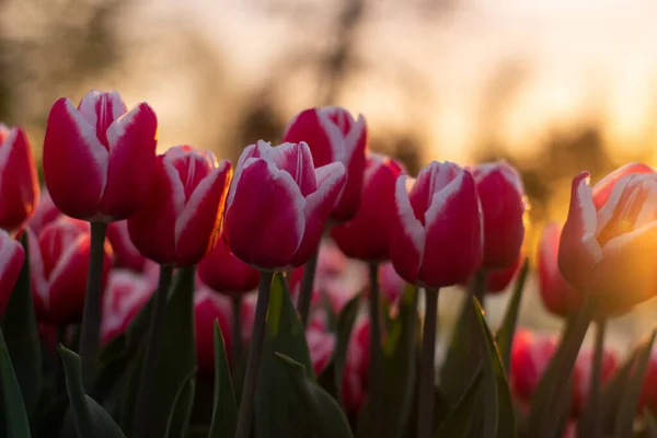 Pink tulips in the orange light of the evening sun