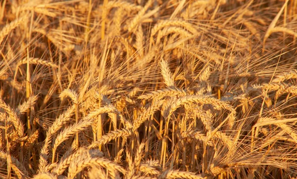 金色的麦穗 在黄昏的阳光下在田野里飘扬 橙色是日落的倒影 — 图库照片