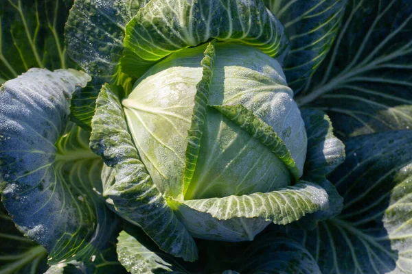 A large head of green cabbage. Growing fresh cabbage in the field or greenhouse. Growing vegetables on the farm.