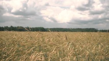 Buğday tarlası. Olgunlaşan buğday tarlası. Yaz günü bulutlu bir gökyüzü.