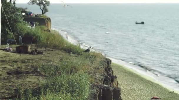 Imágenes de la mano de la gaviota mirando hacia fuera para la comida, cayendo por un acantilado empinado a la playa — Vídeo de stock