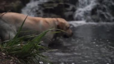 Oyuncu bir köpek kirli sudan hoşlanır, ağzında bir dal olan bir gölet, bir çayır, çalılar. Altın labrador atlayışı. Bataklık ve çamur bulaşmış ıslak yün.