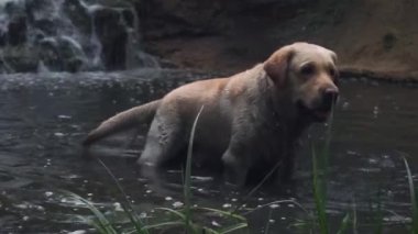 Altın Labrador, köpek paltosundaki suyu bir şelalenin, bataklığın, gölün zeminine doğru sallar. Ağır çekim. Tatmin olmuş, neşeli, oynak köpek pençelerini suya soktu.