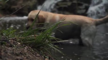 Ön taraf çimlerin üzerinde. Arka planda, oyuncu bir köpek kirli suda sevinir, ağzında bir dal, bir çayır ve çalılar olan bir gölet. Altın labrador atlayışı. Bataklık ve çamur bulaşmış yün.