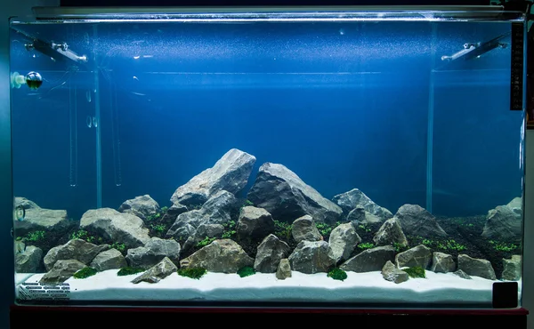 Aquarium lizenzfreie Stockbilder