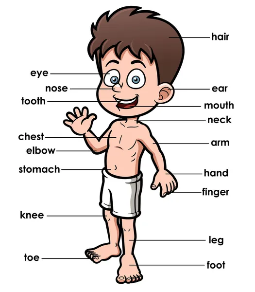 Vocabulario parte del cuerpo — Archivo Imágenes Vectoriales