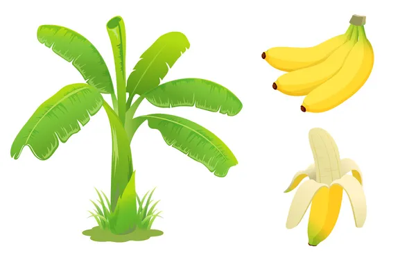 Set de plátanos — Vector de stock