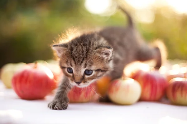 Kleine kitten op appelen — Stockfoto