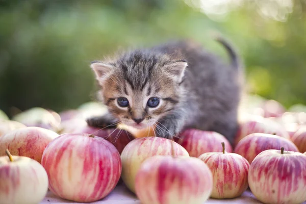 Kätzchen auf Äpfeln — Stockfoto