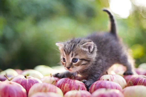 Mały kotek na jabłka — Zdjęcie stockowe