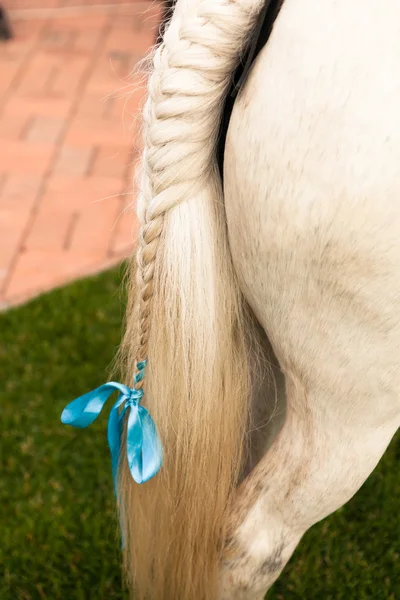 Pferdeschwanz Haarkleid — Stockfoto