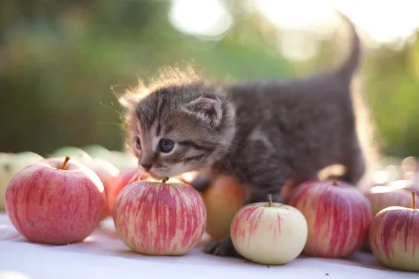 Kleines rotes Kätzchen auf Herbstäpfeln — Stockfoto