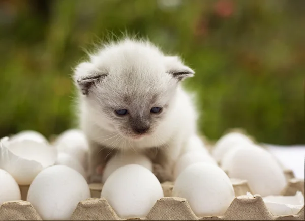 Kleines siamesisches Kätzchen auf Eiern — Stockfoto