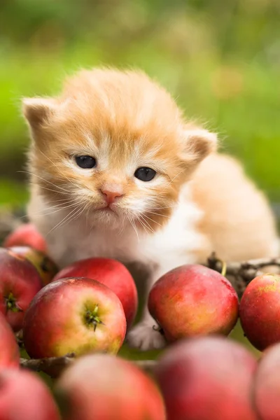 Kleines rotes Kätzchen auf Herbstäpfeln — Stockfoto