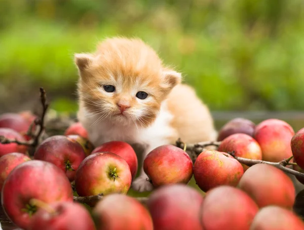 Kleines rotes Kätzchen auf Herbstäpfeln — Stockfoto