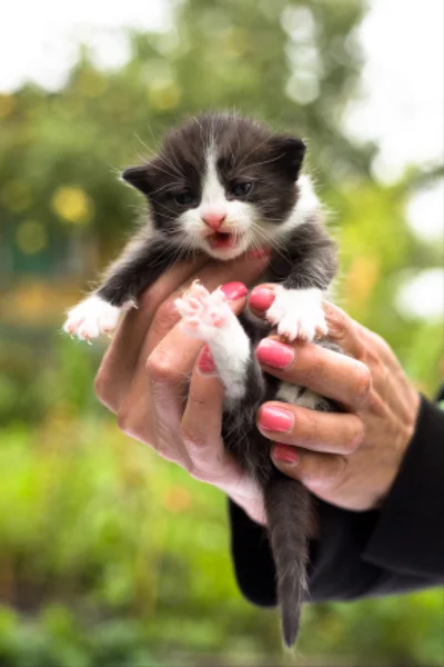 Mały kotek czarny i biały w ludzkich rąk — Zdjęcie stockowe