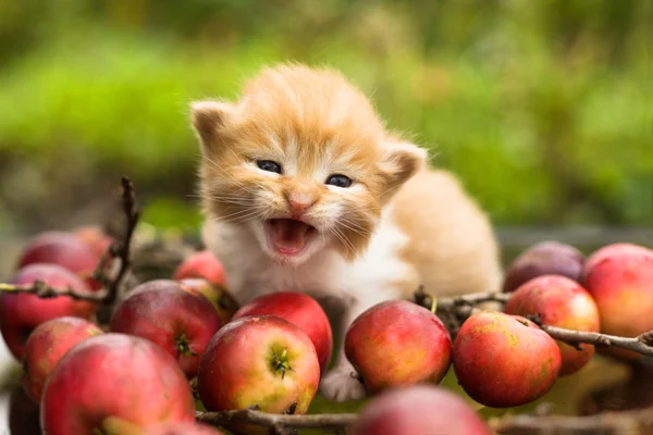 Kleines rotes Kätzchen auf Herbstäpfeln — Stockfoto