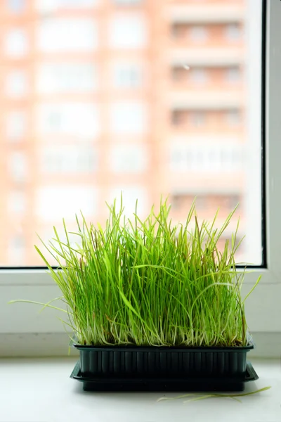 Green grass at the window — Stock Photo, Image
