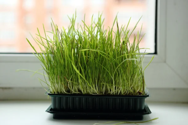 Green grass at the window — Stock Photo, Image