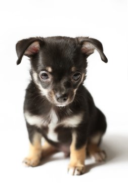 chihuahua köpek yavrusu, meyve ve hasır çanak ile natürmort kompozisyon