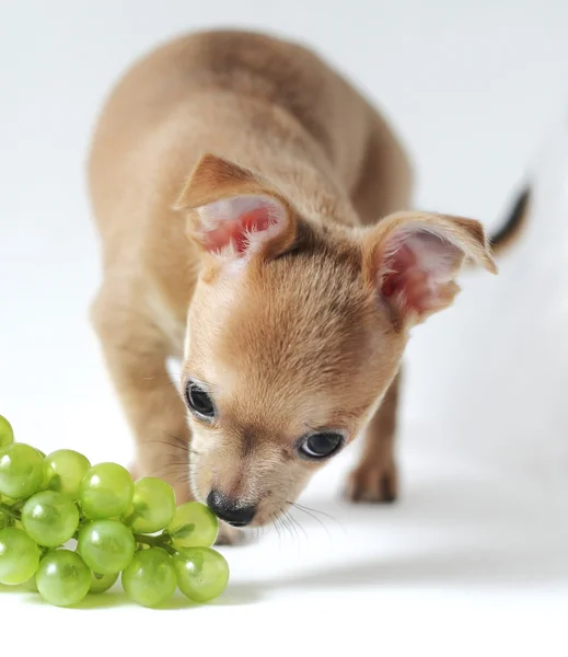 Composição de natureza morta com cachorro chihuahua, fruto e prato de vime — Fotografia de Stock