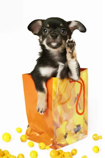 Chihuahua köpek yavrusu, meyve ve hasır çanak ile natürmort kompozisyon — Stok fotoğraf