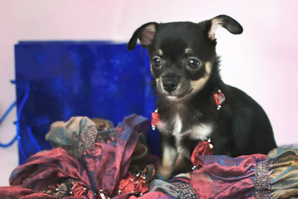 Composição de natureza morta com cachorro chihuahua, fruto e prato de vime — Fotografia de Stock