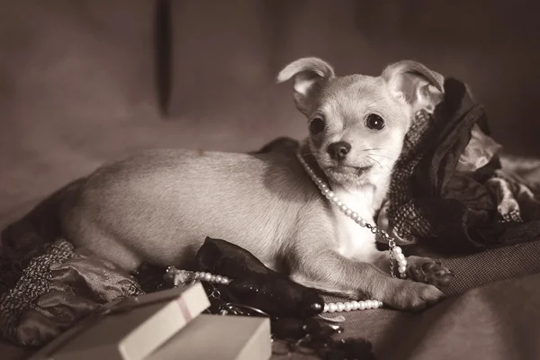 Stillleben-Komposition mit Chihuahua-Welpen, Früchten und Weidenschale — Stockfoto