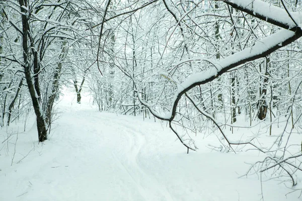 滑雪场雪地森林景观 — 图库照片