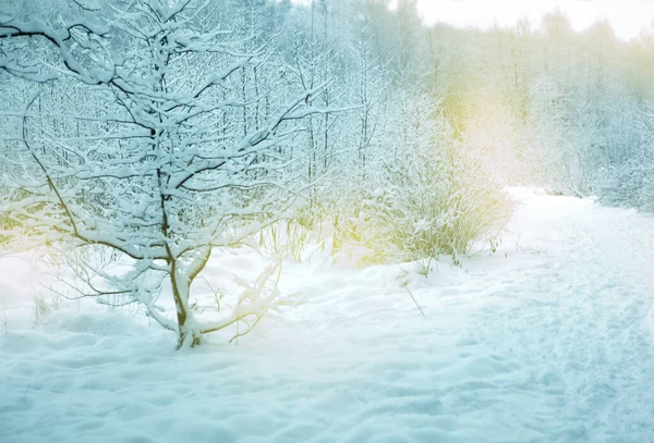 Snöig Skog Landskap Med Skidspår Hög Kvalitet Foto Royaltyfria Stockbilder