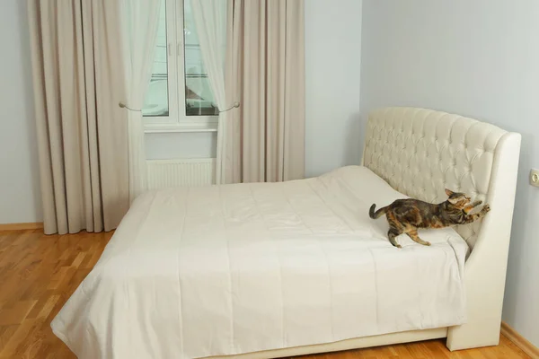 Weißes Schlafzimmer mit Katze, Kratzbett mit Vorhang und Fensterhintergrund Stockfoto