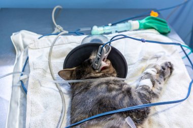 Ameliyat maskesine oksijen maskesi takmış bir kedi.