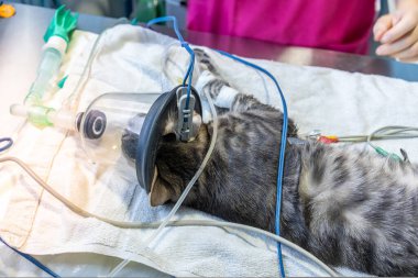 Ameliyat maskesine oksijen maskesi takmış bir kedi.