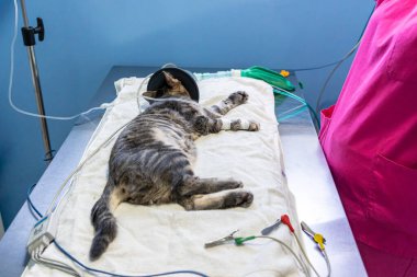 Ameliyat maskesine oksijen maskesi takmış bir kedi.