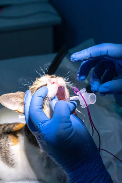 Endotracheal intubation in a sedated cat before a surgery