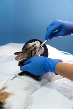 Ameliyattan önce yatıştırılmış kediye endotrakeal entübasyon.