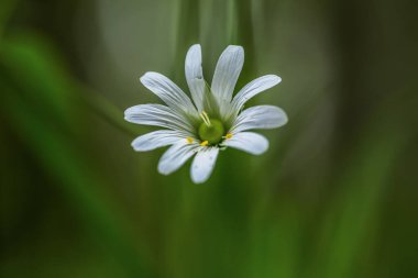 Bahar ormanında civciv çiçeği, yakın plan.