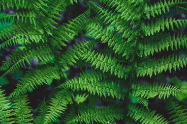 Baharın başında yeşil eğreltiotu Pterdium aquilnum ormanında