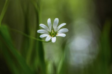 Bahar ormanında civciv çiçeği, yakın plan.