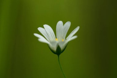 Bahar ormanında civciv çiçeği, yakın plan.