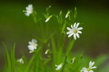 Bahar ormanında civciv çiçeği, yakın plan.