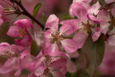 Bahar ormanında çiçek açan elma ağacı