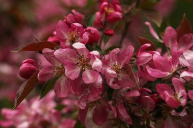 Bahar ormanında çiçek açan elma ağacı