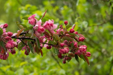 Bahar ormanında çiçek açan elma ağacı