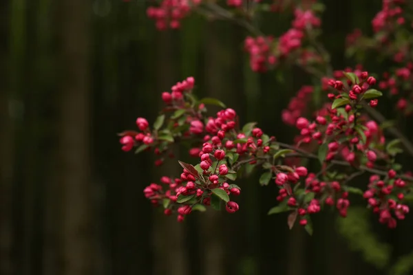 Kvetoucí Jabloně Jarním Lese — Stock fotografie
